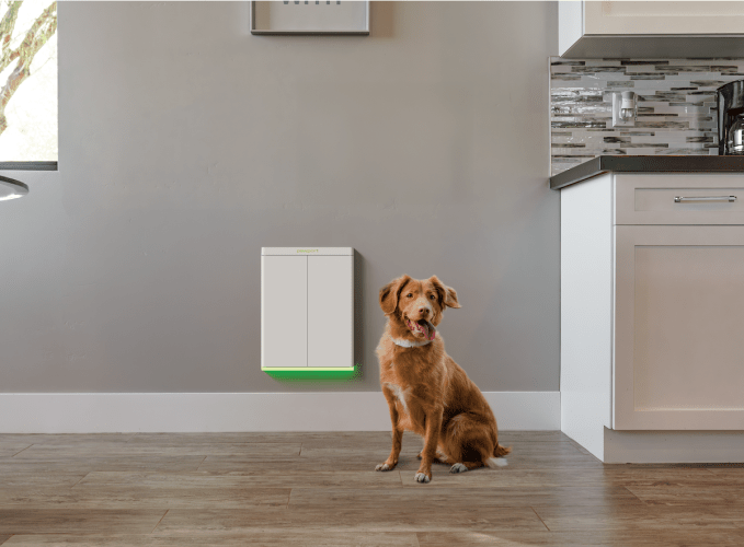 سگ در مقابل درب سگ Pawport